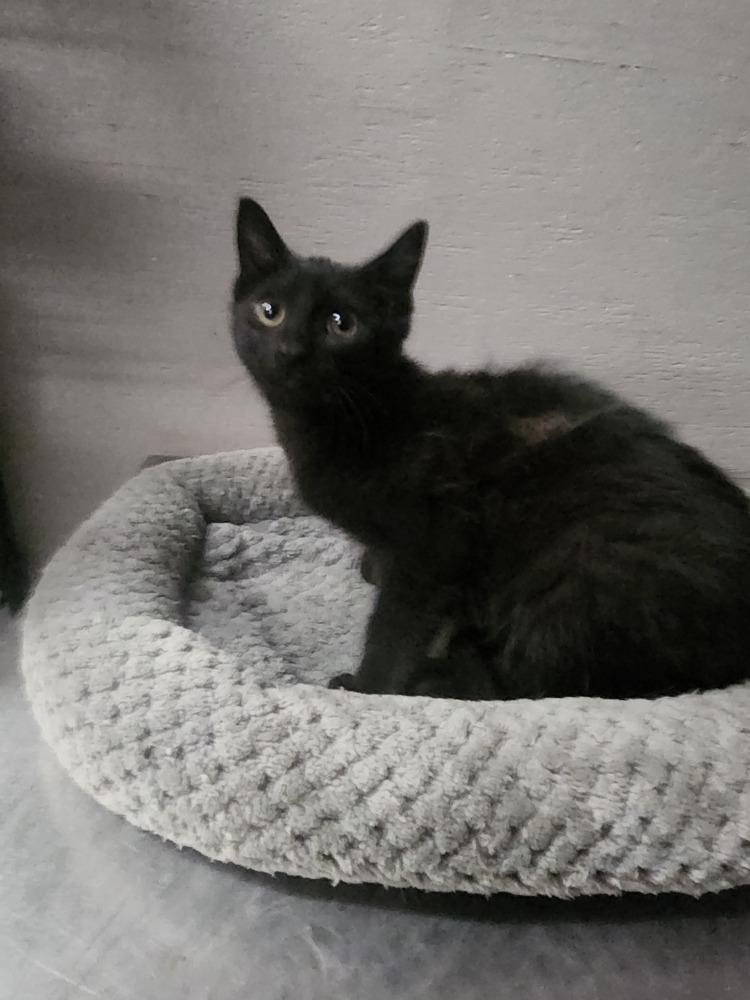 SEBASTIAN, Adoptable, Young Male Domestic Medium Hair.