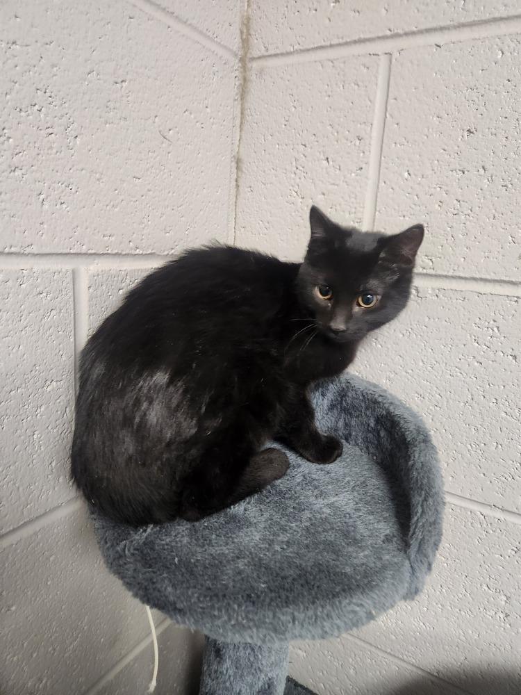 SEBASTIAN, a Adoptable mixed breed in Lexington, TN image 2/2