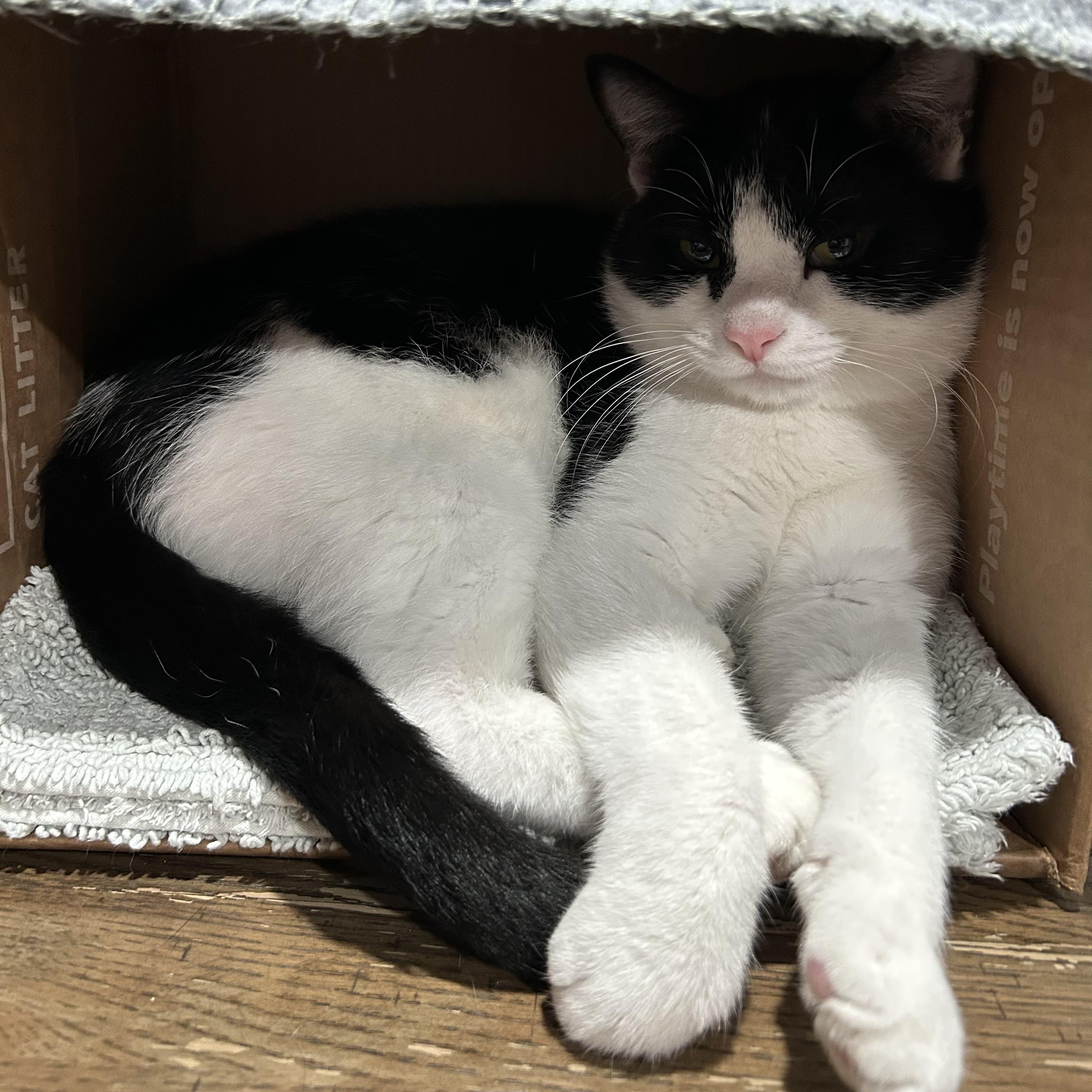 Enlarge Pharaoh, a Adoptable Domestic Short Hair in North Huntingdon, PA image 1/4