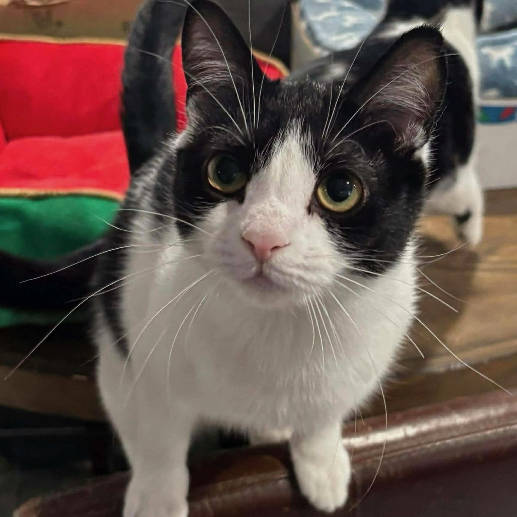 Pharaoh, Adoptable, Adult Male Domestic Short Hair.