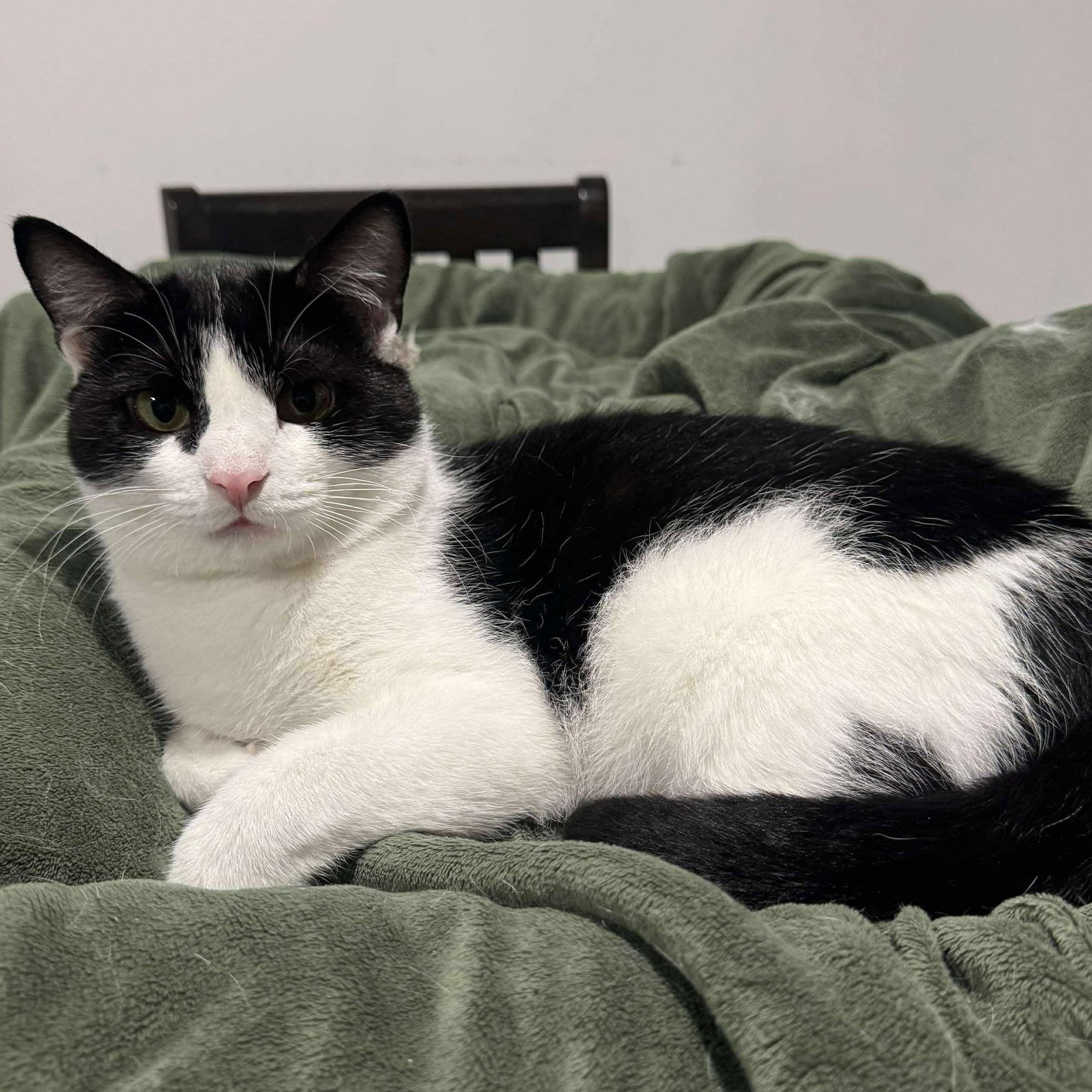 Enlarge Pharaoh, a Adoptable Domestic Short Hair in North Huntingdon, PA image 3/4