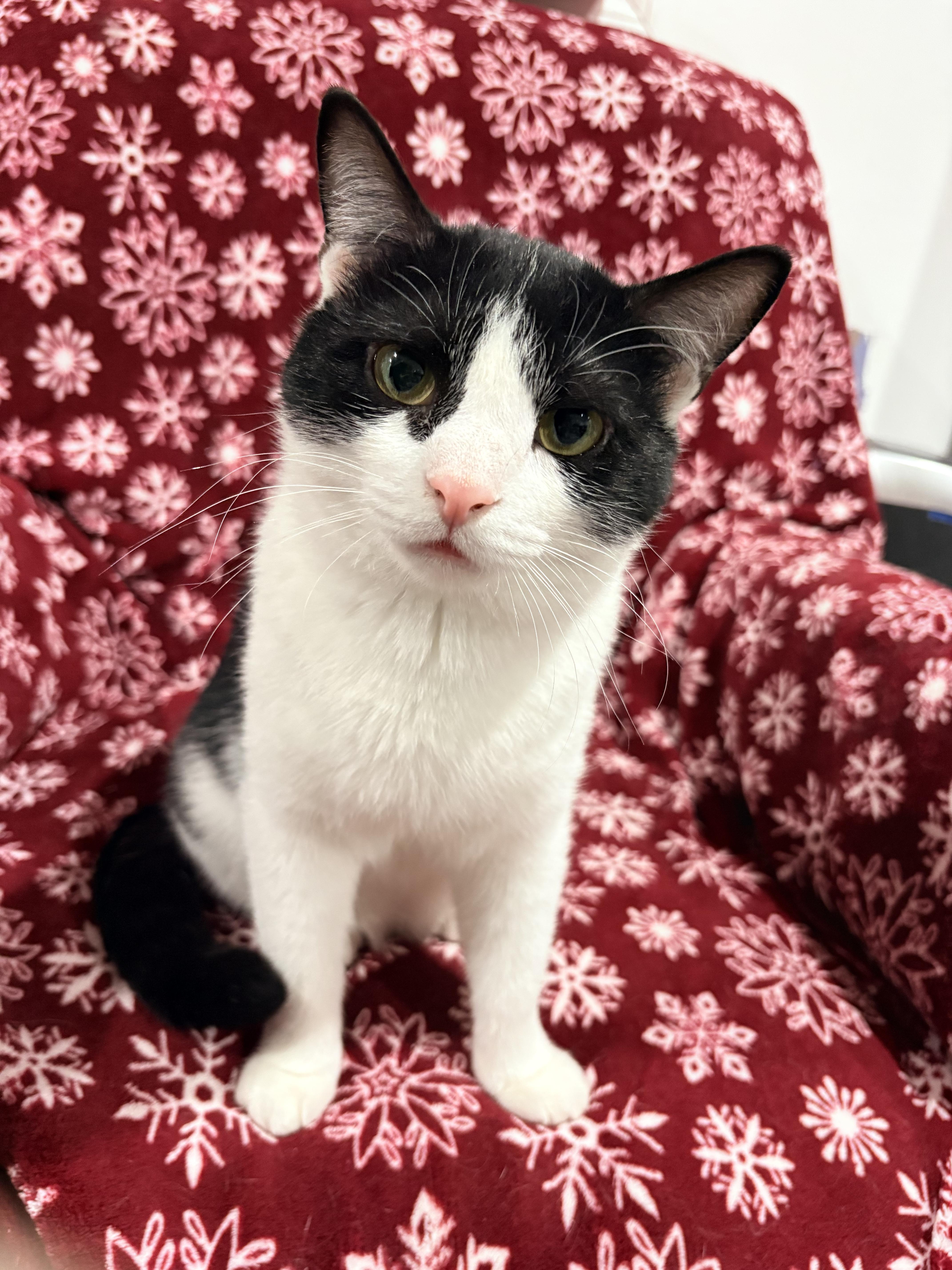 Enlarge Pharaoh, a Adoptable Domestic Short Hair in North Huntingdon, PA image 1/6