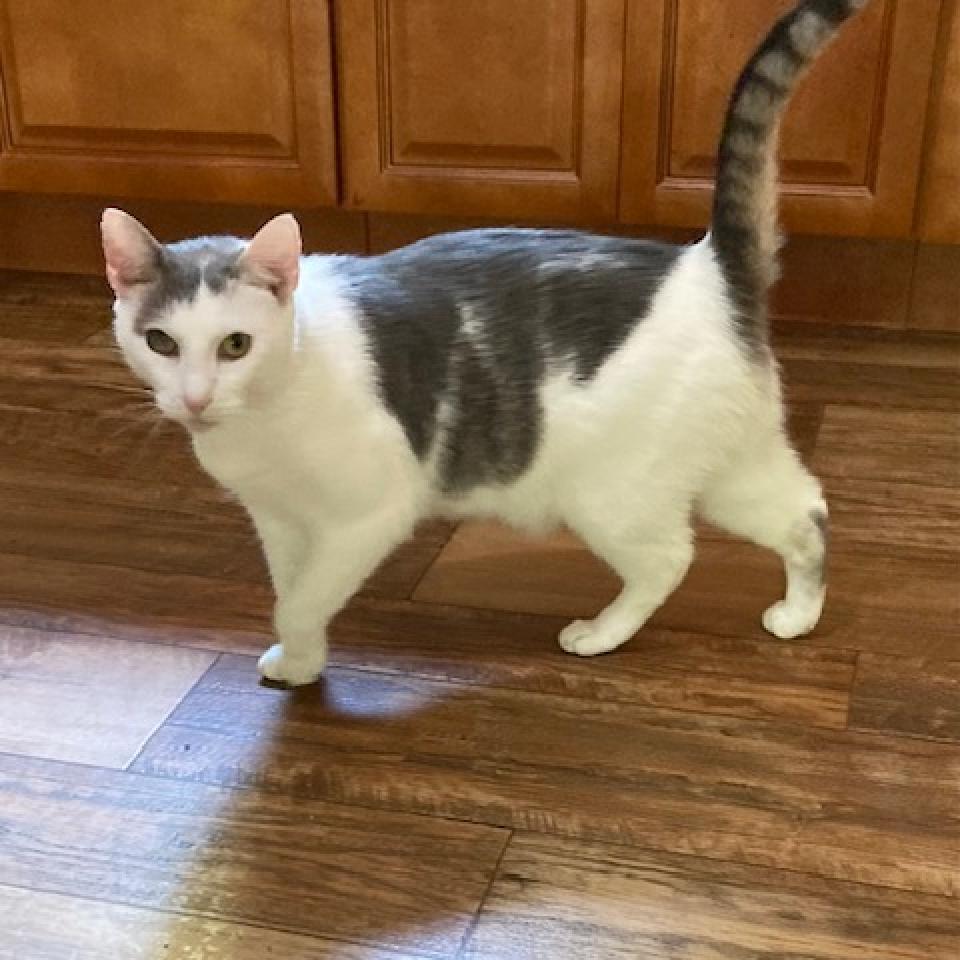 Tiffany 2023, a Adoptable Domestic Short Hair in Bensalem, PA image 1/5