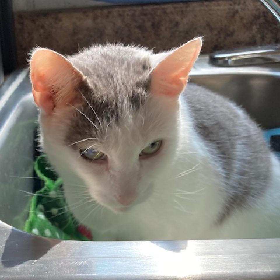 Tiffany 2023, a Adoptable Domestic Short Hair in Bensalem, PA image 3/5