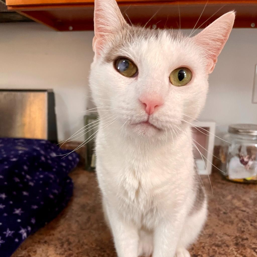 Tiffany 2023, a Adoptable Domestic Short Hair in Bensalem, PA image 4/5