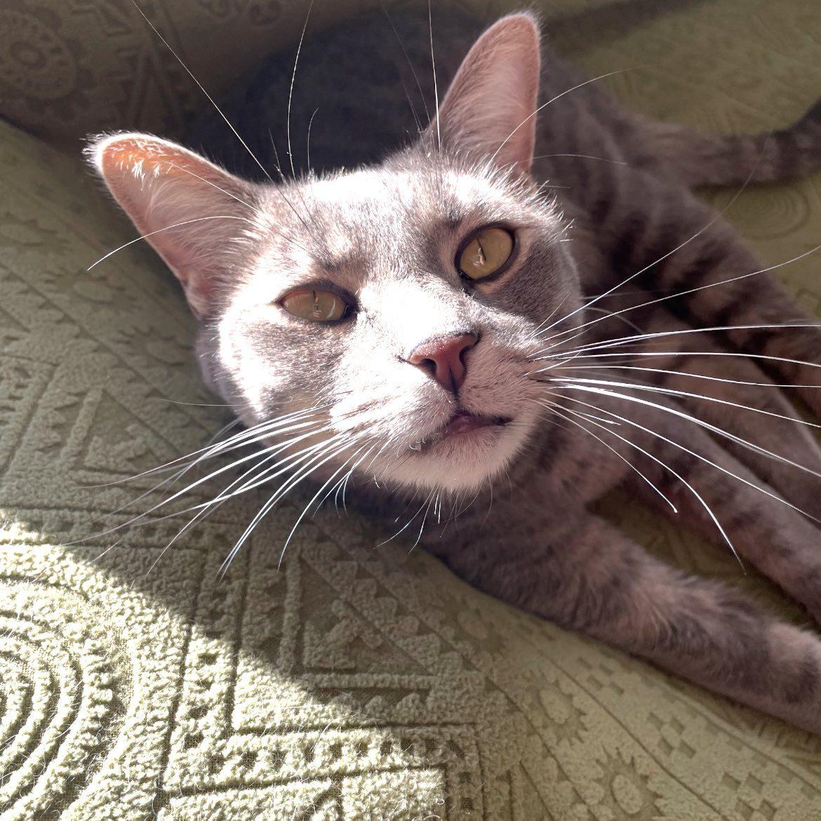 Casper, an adoptable Domestic Short Hair in Queen Creek, AZ, 85142 | Photo Image 5