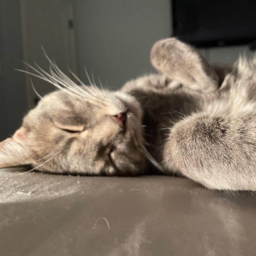Casper, an adoptable Domestic Short Hair in Queen Creek, AZ, 85142 | Photo Image 3