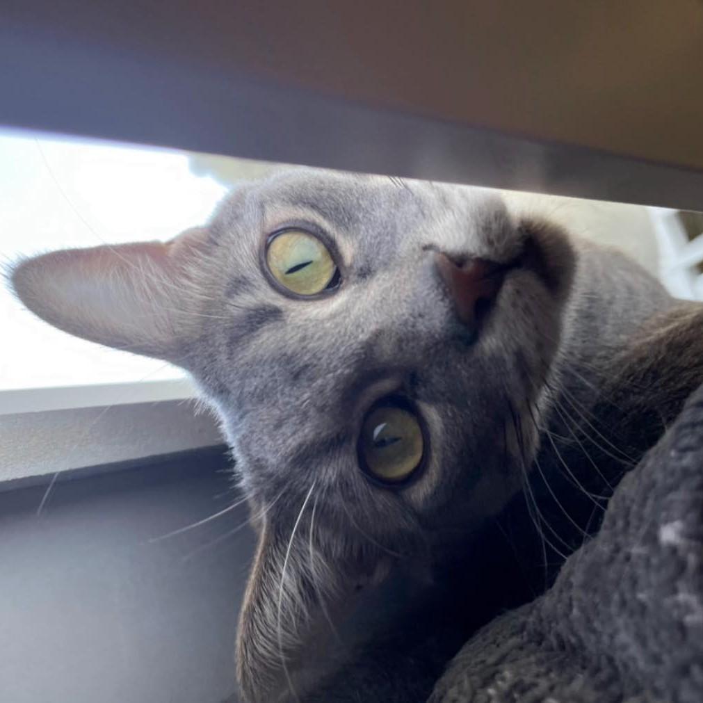 Casper, an adoptable Domestic Short Hair in Queen Creek, AZ, 85142 | Photo Image 1