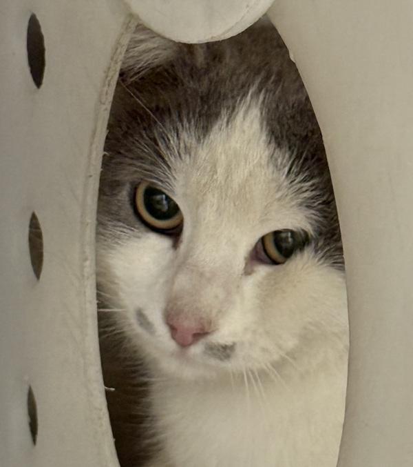 Enlarge Fancy Pants, a Adoptable mixed breed in Golden, CO image 4/4