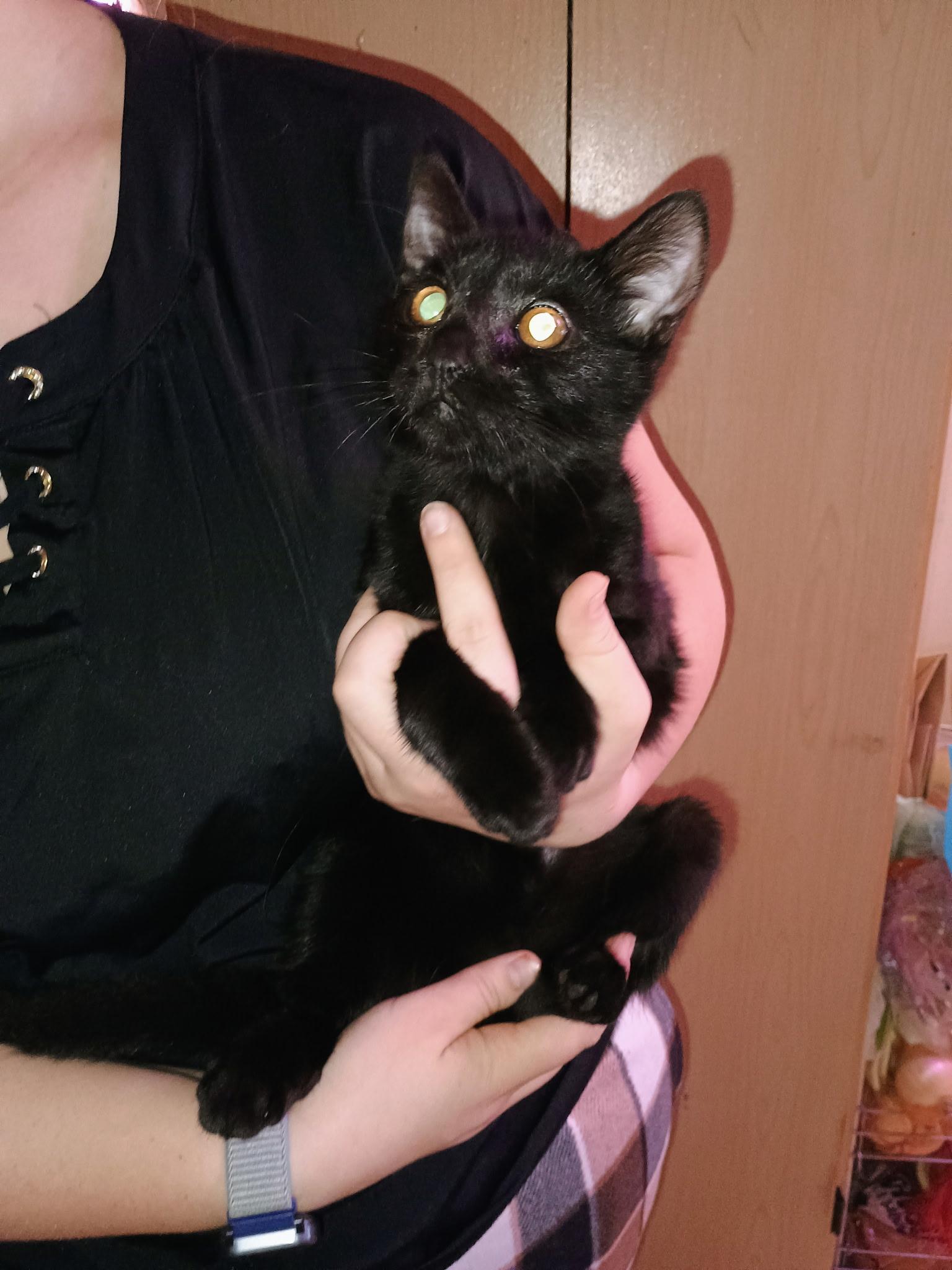 Enlarge Wednesday, an adopted Domestic Short Hair in Sonora, CA image 1/1