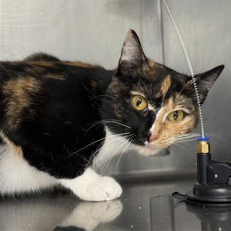 Poppie, Adoptable, Adult Female Domestic Medium Hair.