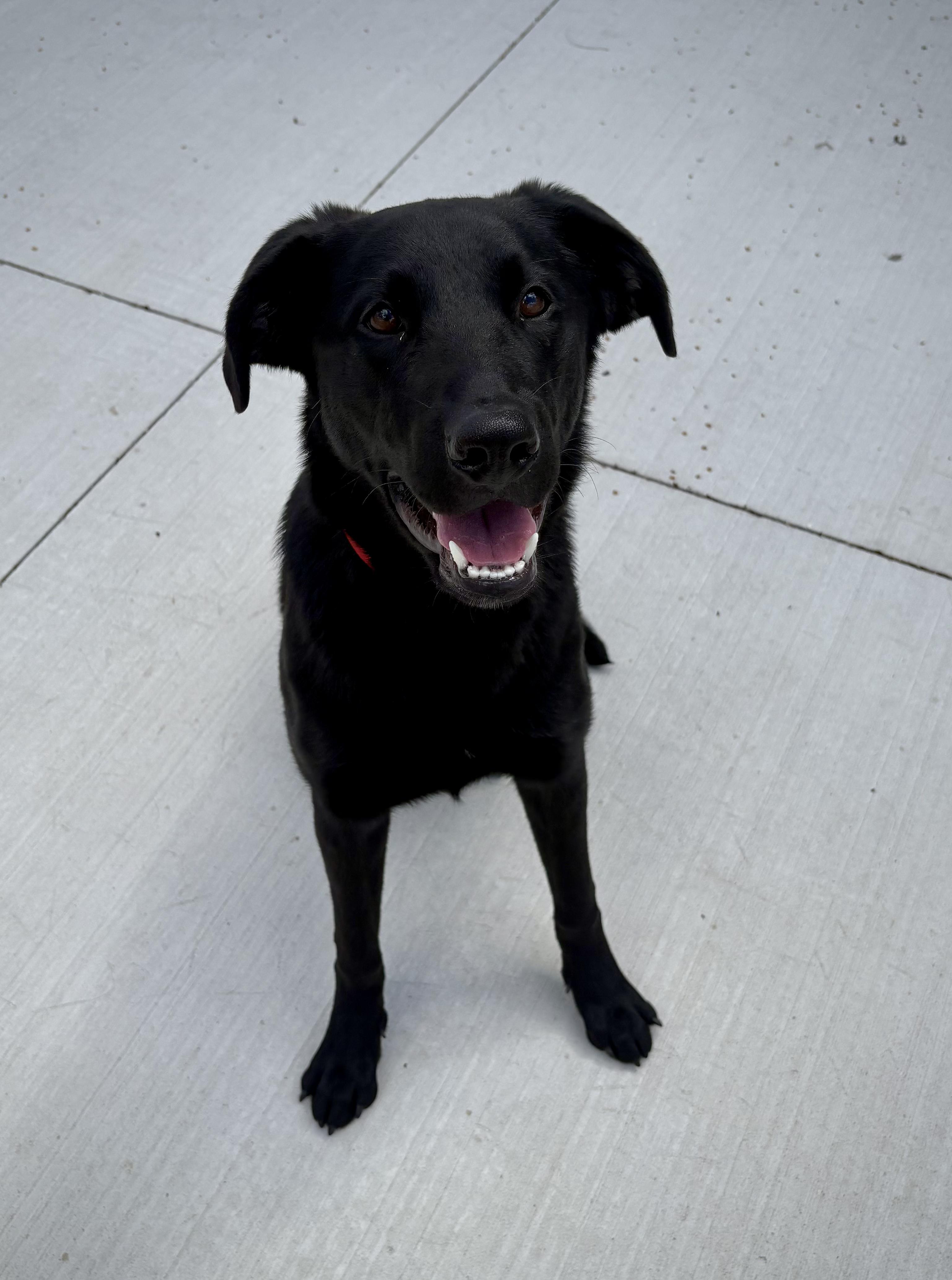 Enlarge Blue, a Adoptable Black Labrador Retriever in Kalamazoo, MI image 4/5