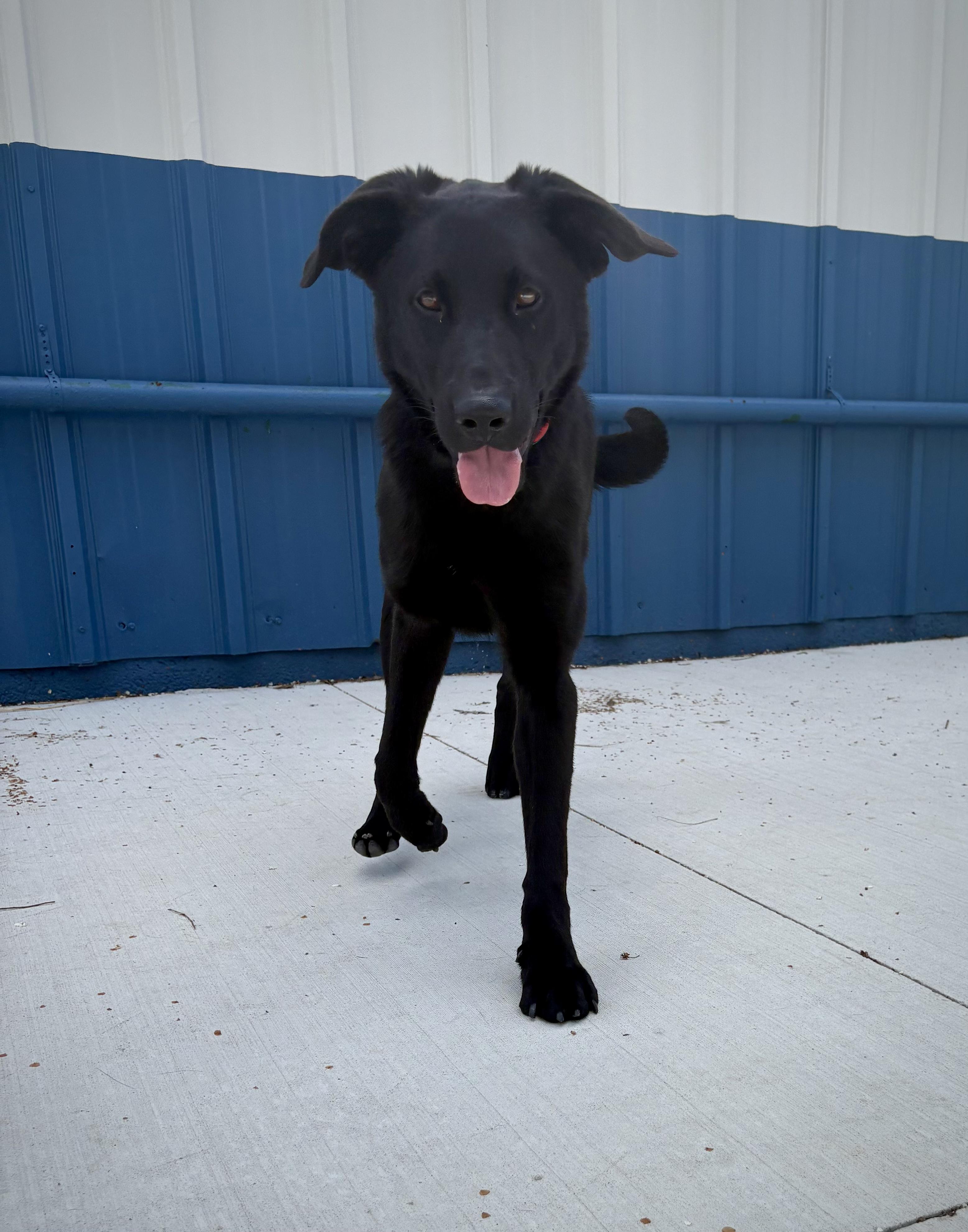 Enlarge Blue, a Adoptable Black Labrador Retriever in Kalamazoo, MI image 2/5