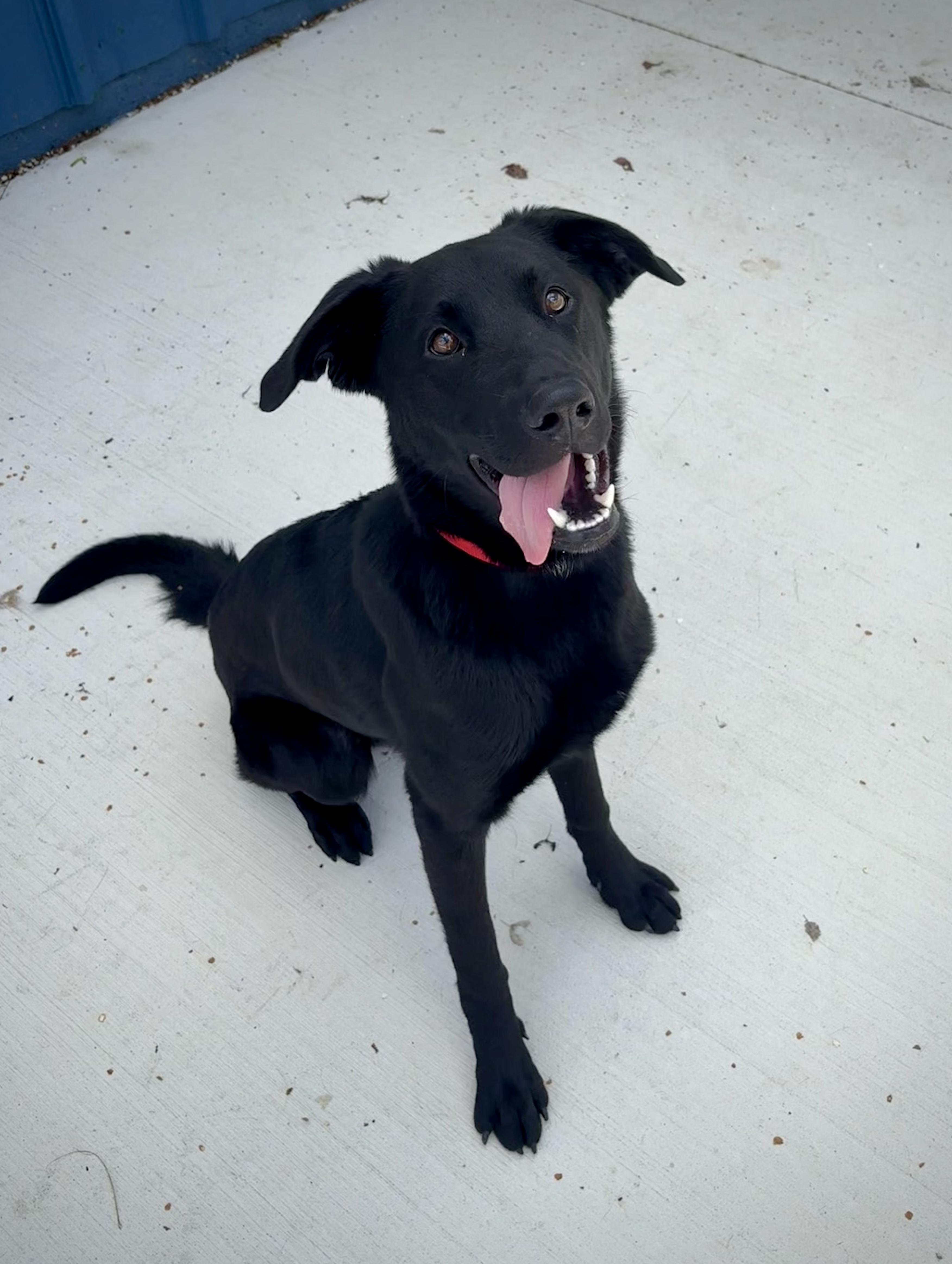 Blue, Adoptable, Puppy Male Black Labrador Retriever.
