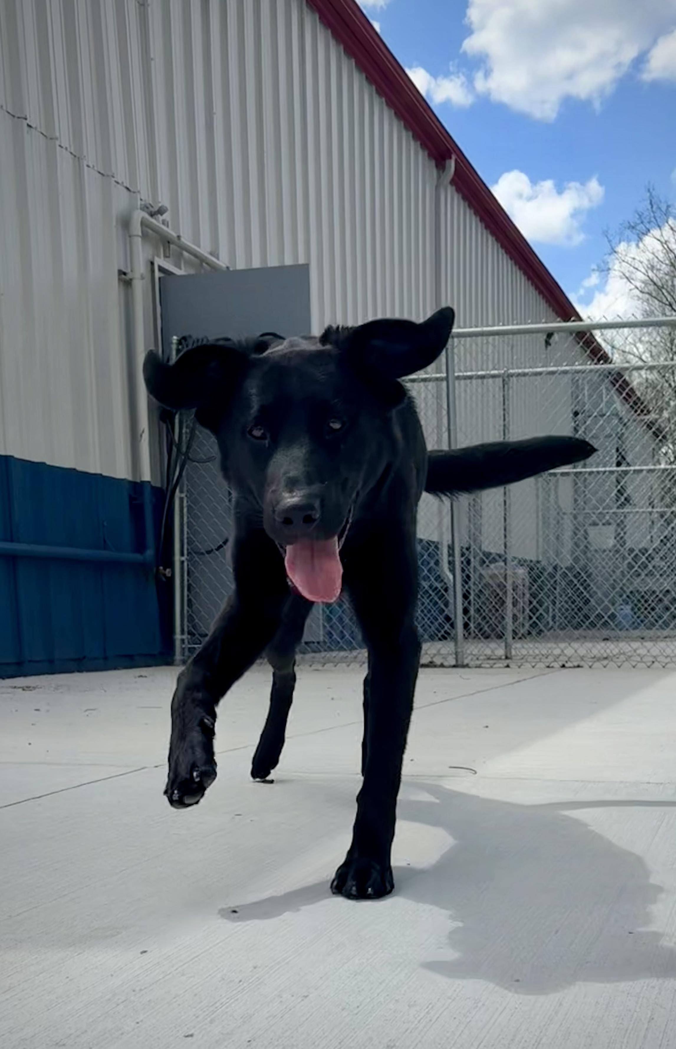 Enlarge Blue, a Adoptable Black Labrador Retriever in Kalamazoo, MI image 5/5