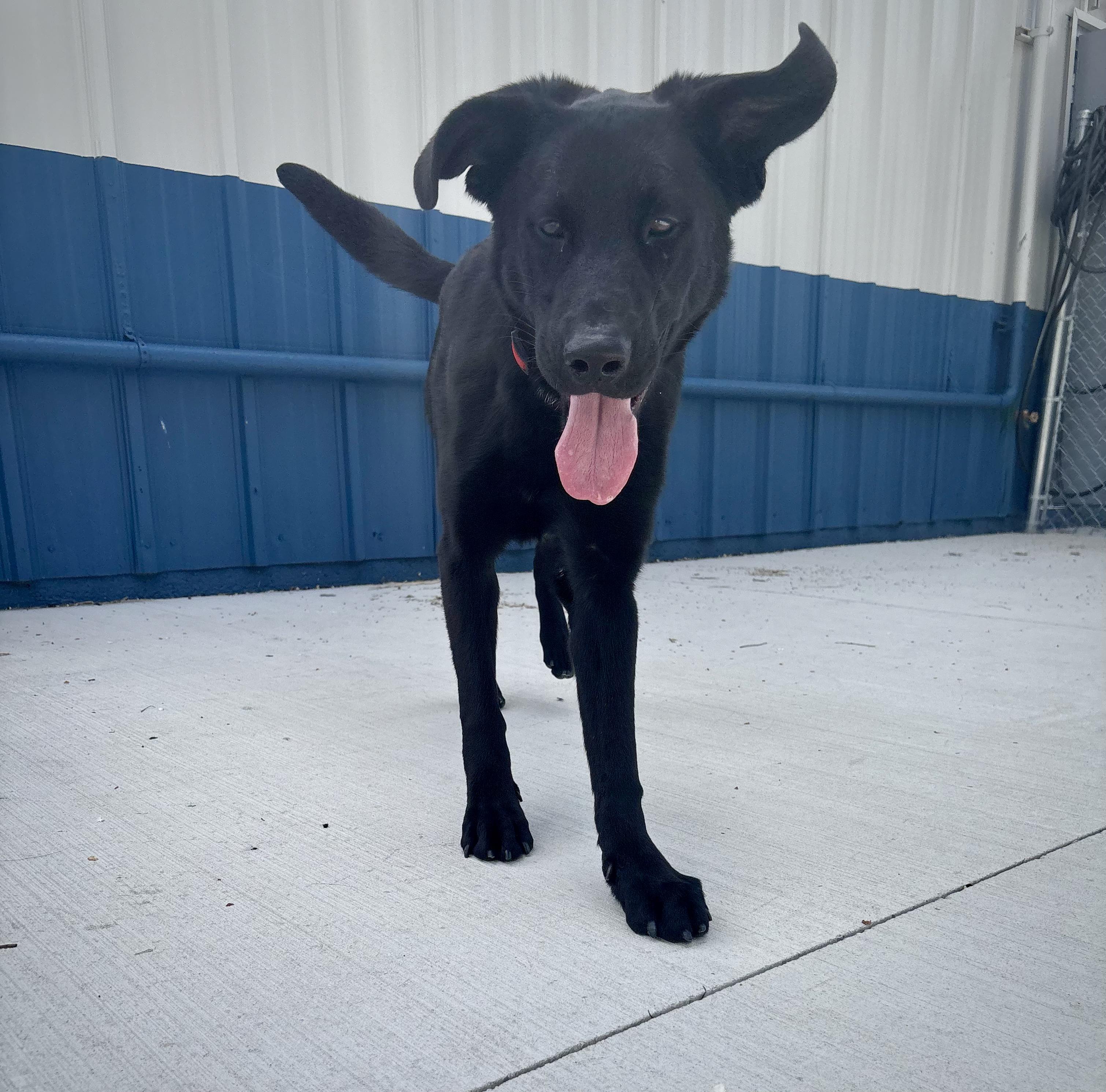 Enlarge Blue, a Adoptable Black Labrador Retriever in Kalamazoo, MI image 3/5