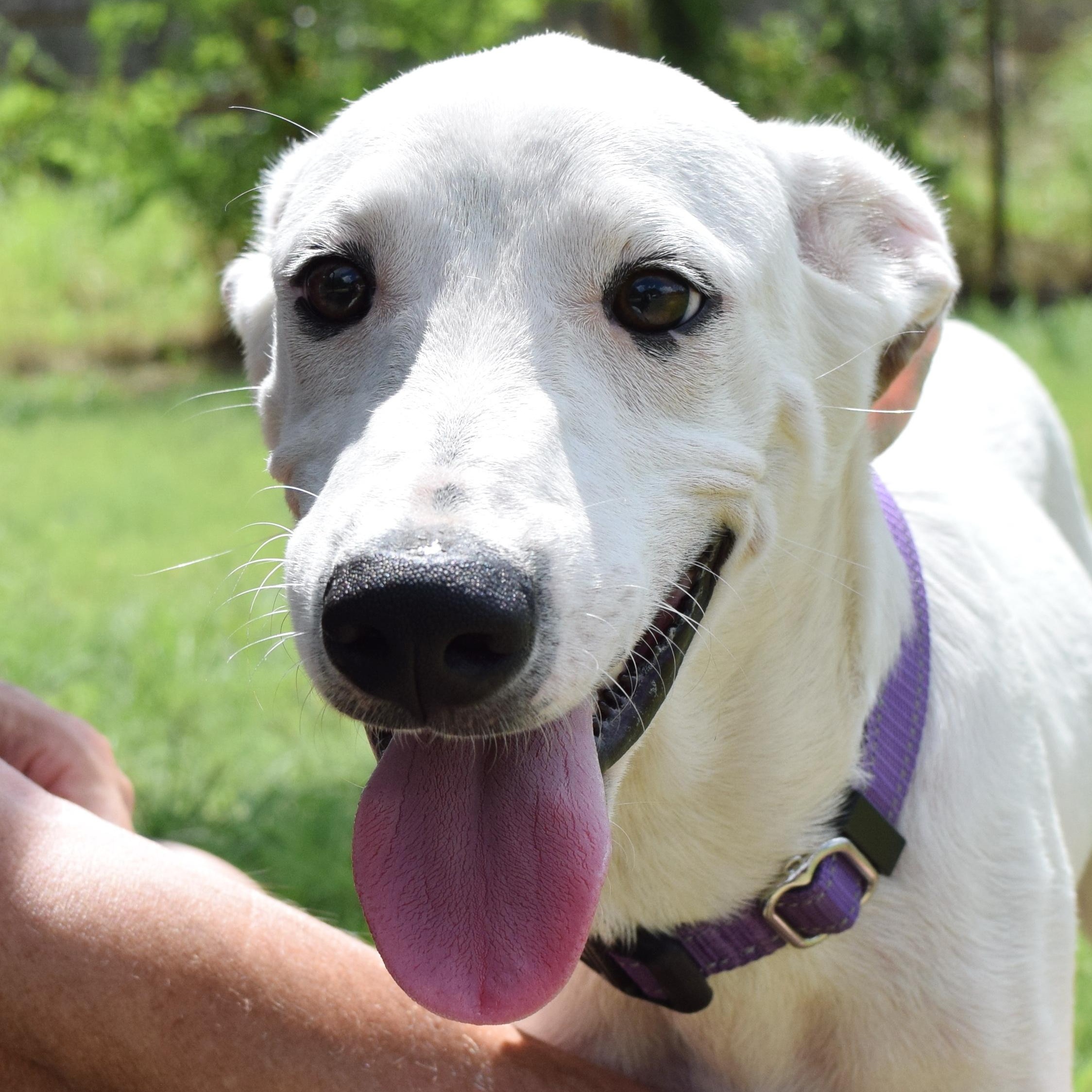 Wyatt, a Adoptable mixed breed in Bulverde, TX image 3/6