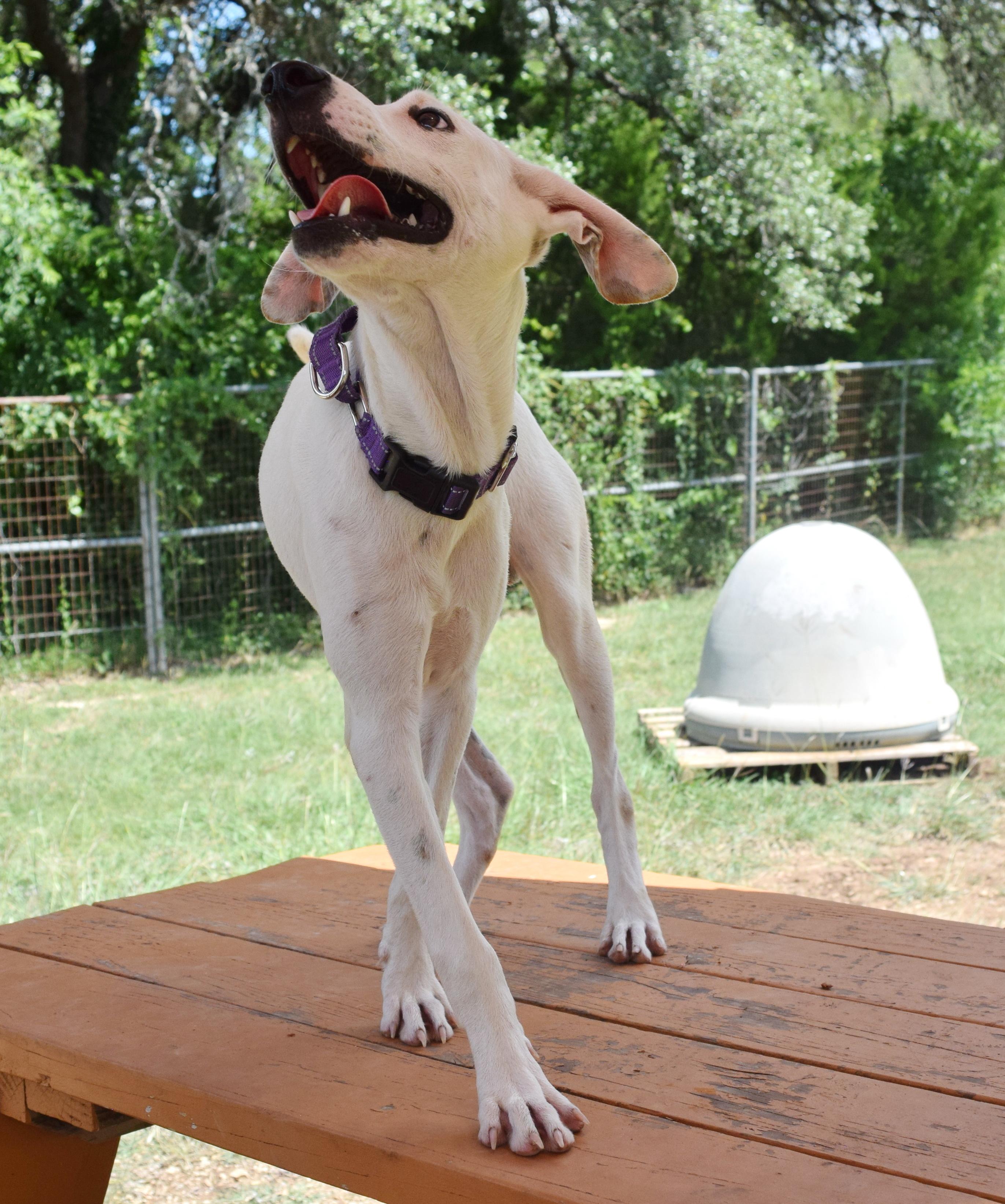 Wyatt, a Adoptable mixed breed in Bulverde, TX image 4/6
