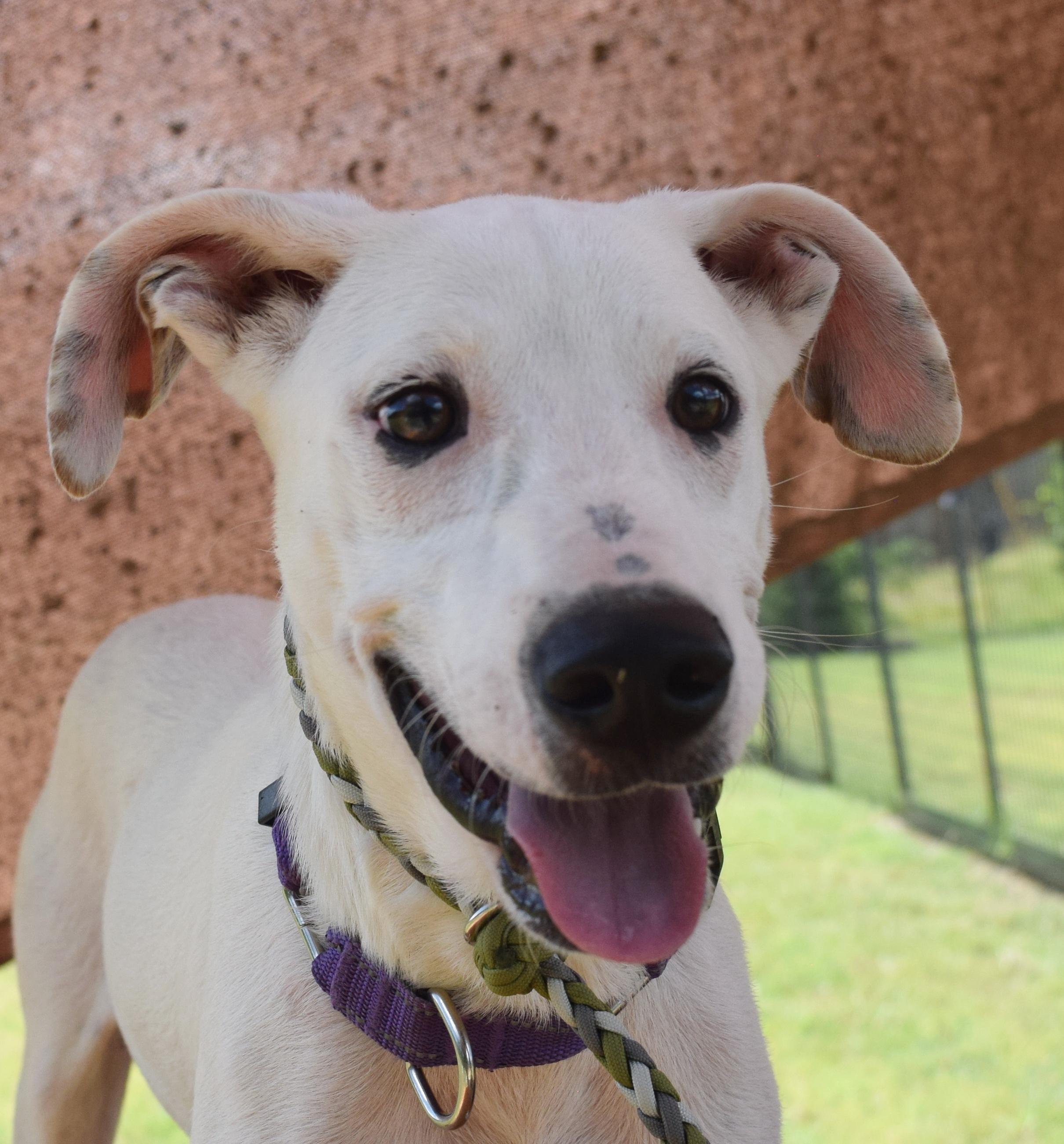 Wyatt, a Adoptable mixed breed in Bulverde, TX image 1/6
