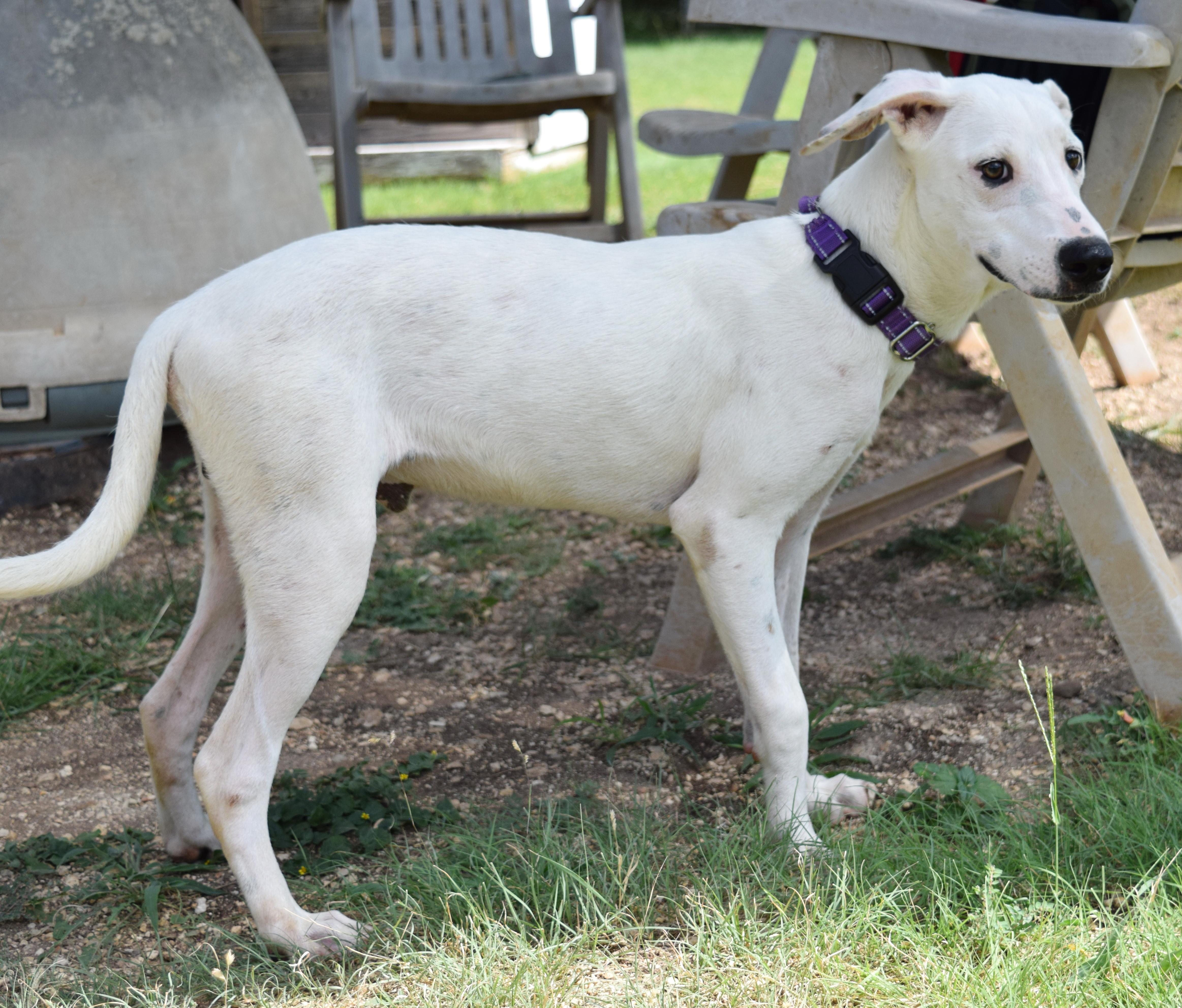 Wyatt, a Adoptable mixed breed in Bulverde, TX image 2/6