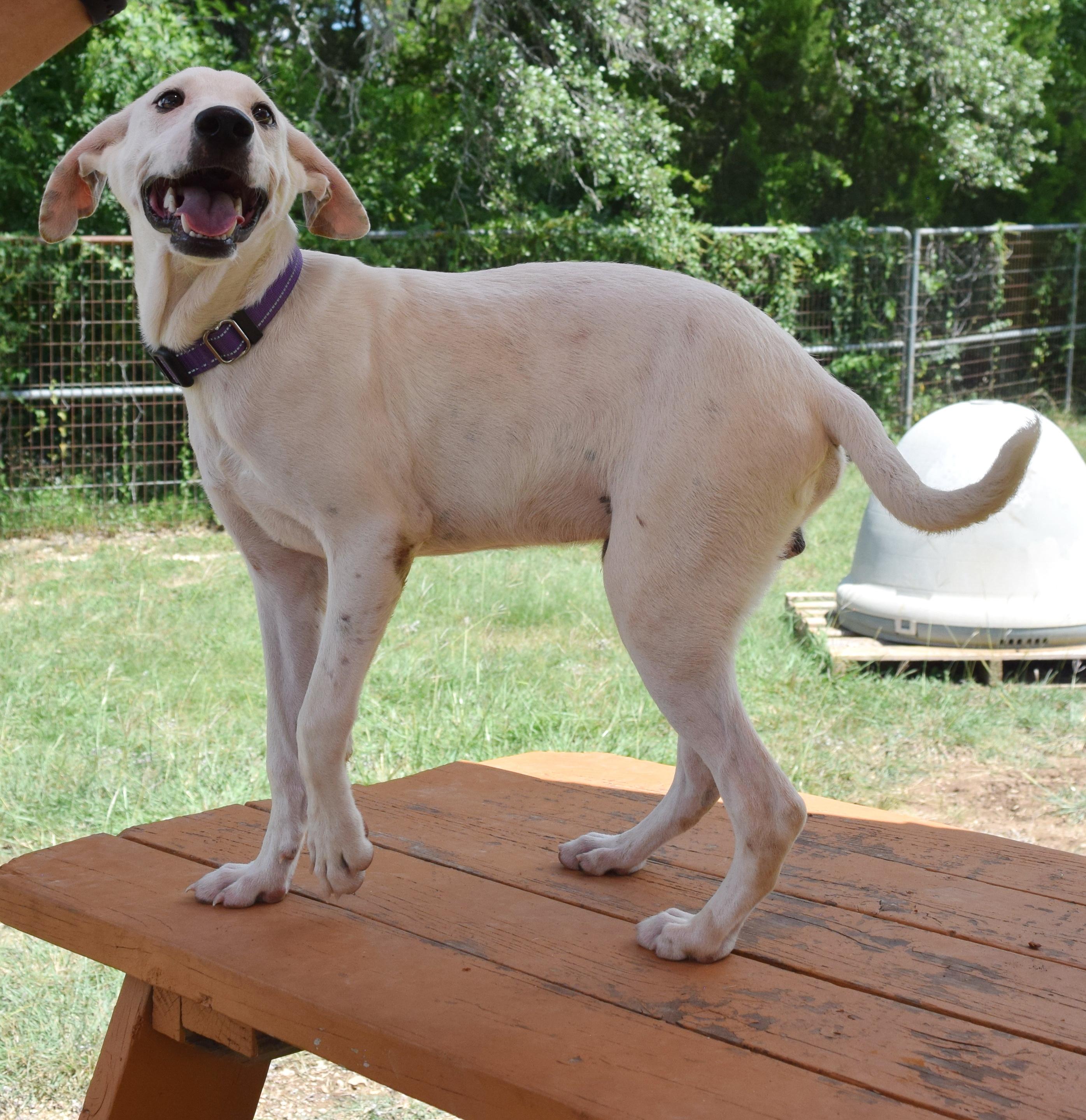 Wyatt, a Adoptable mixed breed in Bulverde, TX image 6/6