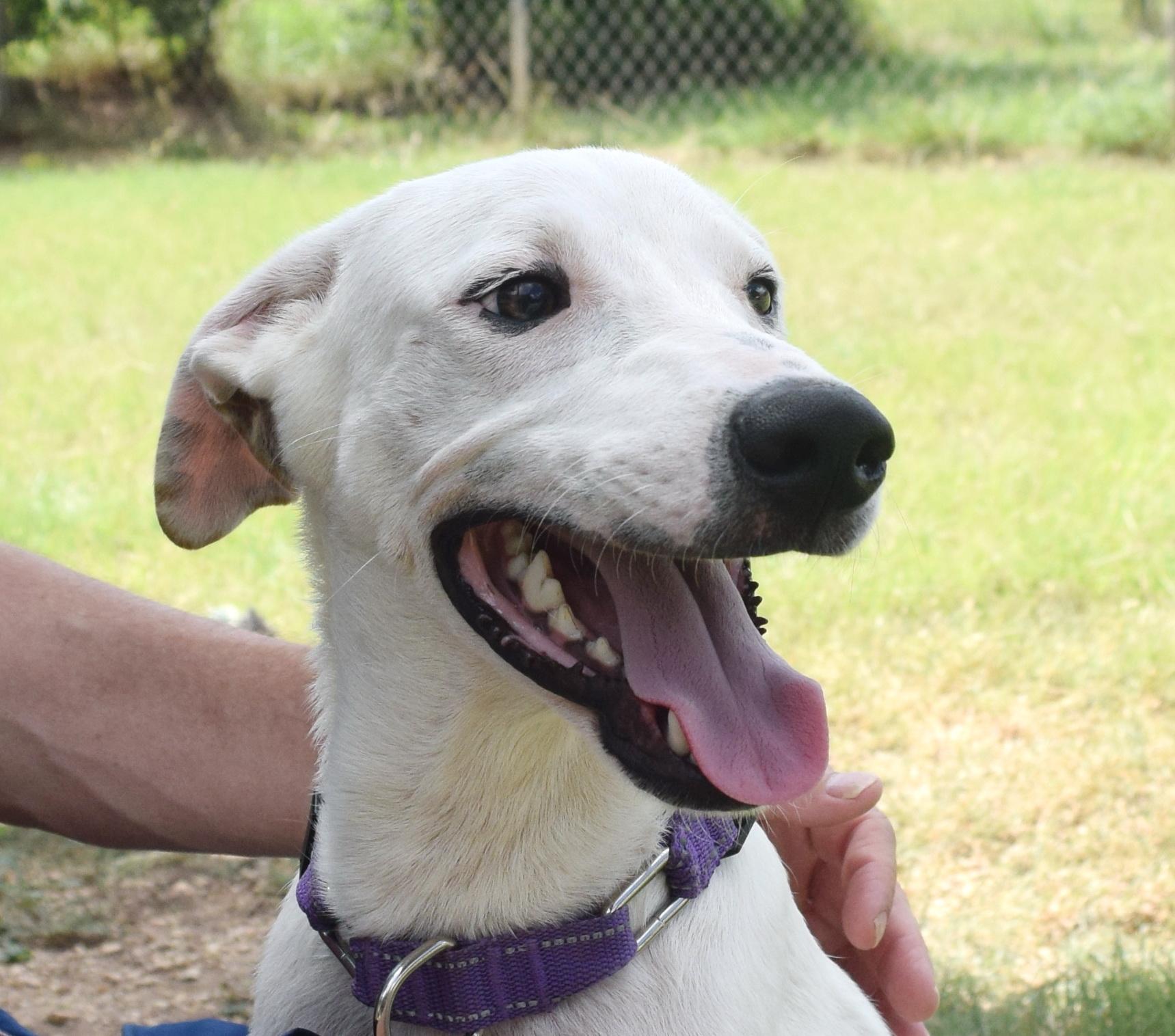 Wyatt, a Adoptable mixed breed in Bulverde, TX image 5/6