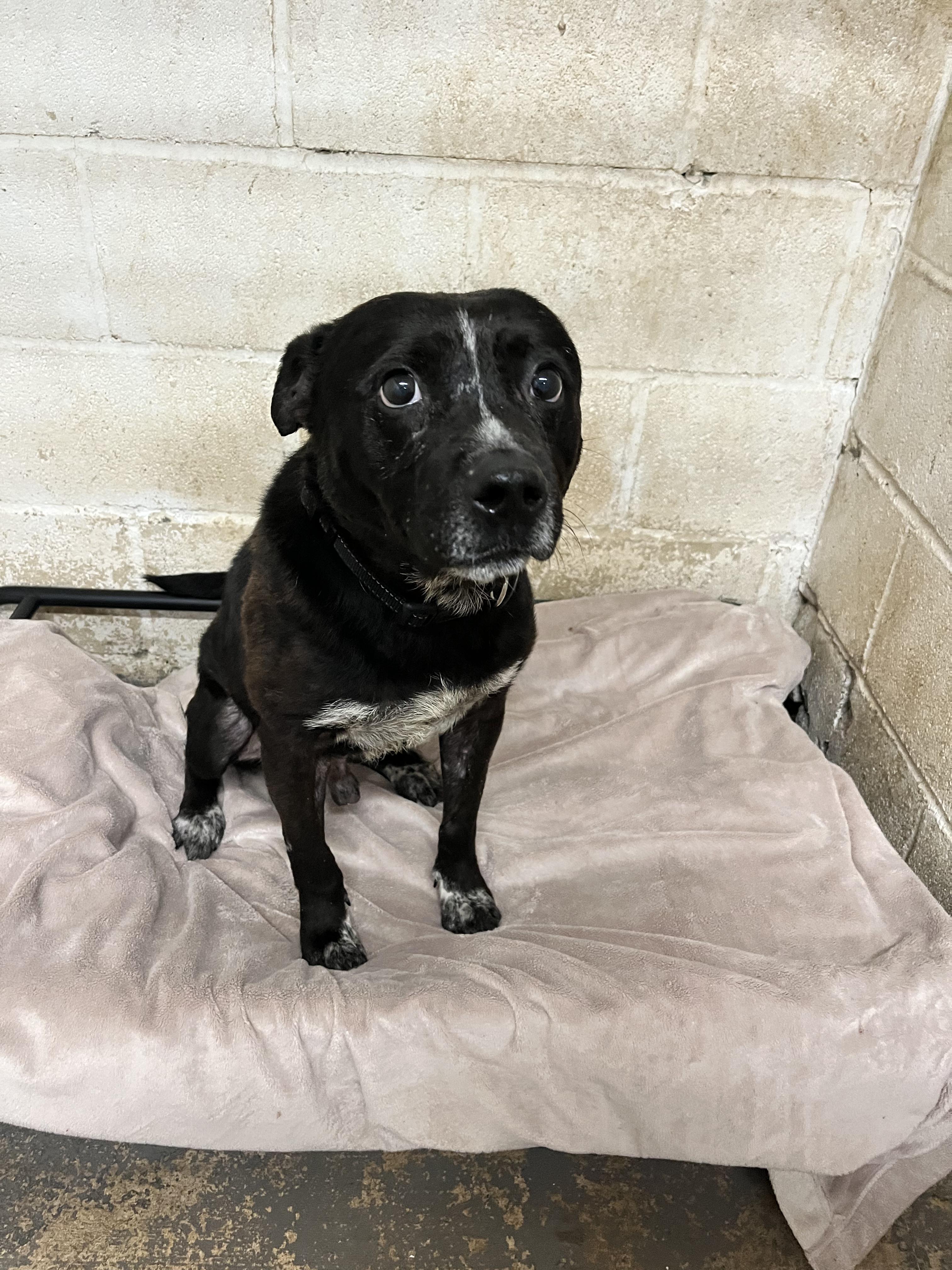 Enlarge Archie, a Adopted mixed breed in Geronimo, OK image 1/3