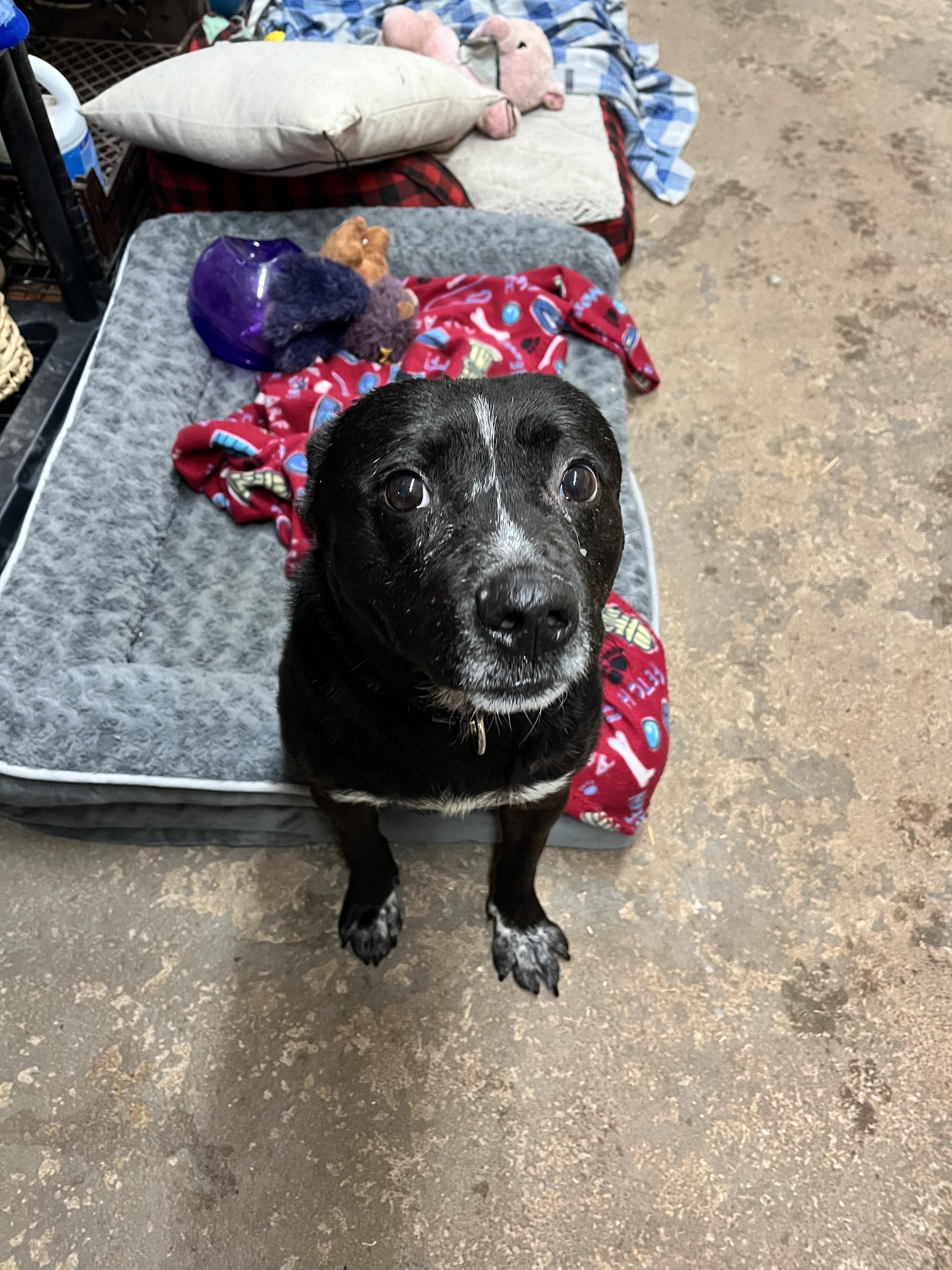 Enlarge Archie, a Adopted mixed breed in Geronimo, OK image 2/3