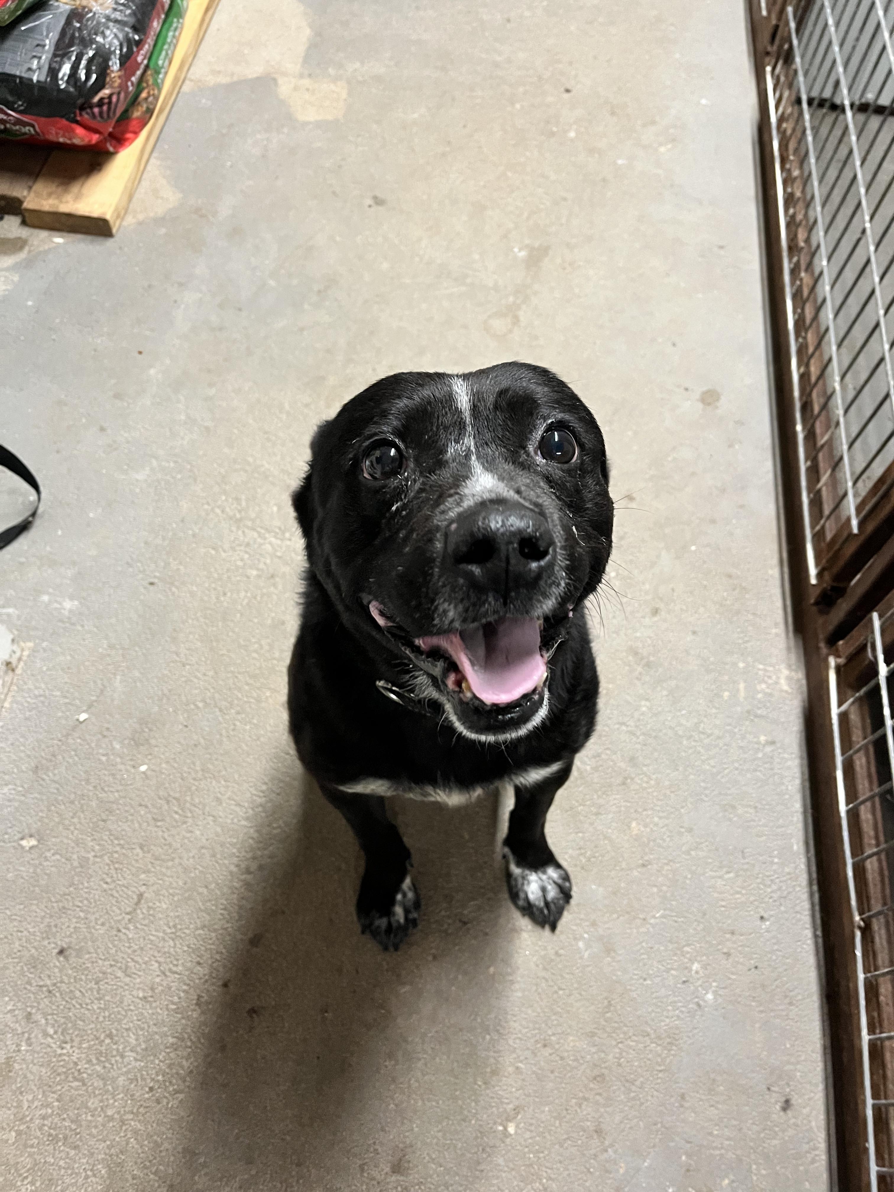 Archie, Adopted, Adult Male Black Labrador Retriever.