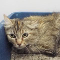 Wiggles--Available with Vet Care Support for Life!!, an adoptable Dilute Tortoiseshell, Torbie in Green Valley, AZ, 85614 | Photo Image 2