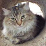Wiggles--Available with Vet Care Support for Life!!, an adoptable Dilute Tortoiseshell, Torbie in Green Valley, AZ, 85614 | Photo Image 6