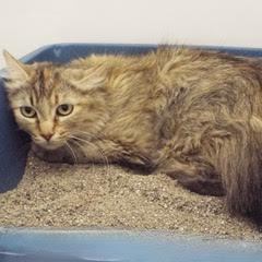 Wiggles--Available with Vet Care Support for Life!!, an adoptable Dilute Tortoiseshell, Torbie in Green Valley, AZ, 85614 | Photo Image 3