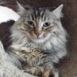 Wiggles--Available with Vet Care Support for Life!!, an adoptable Dilute Tortoiseshell, Torbie in Green Valley, AZ, 85614 | Photo Image 1