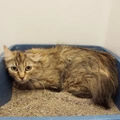 Wiggles--Available with Vet Care Support for Life!!, an adoptable Dilute Tortoiseshell, Torbie in Green Valley, AZ, 85614 | Photo Image 4