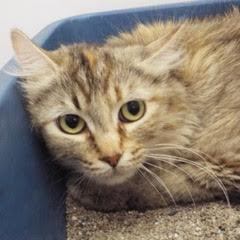 Wiggles--Available with Vet Care Support for Life!!, an adoptable Dilute Tortoiseshell, Torbie in Green Valley, AZ, 85614 | Photo Image 5