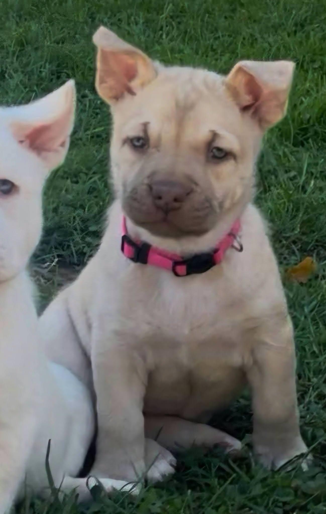 Biana, Adoptable, Puppy Female German Shepherd Dog & American Staffordshire Terrier.