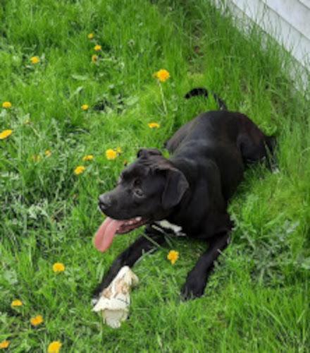 Madysen, Adoptable, Adult Female Labrador Retriever & Hound.