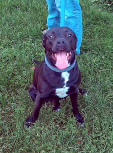 Enlarge Madysen, a Adoptable mixed breed in Clinton, ME image 2/5