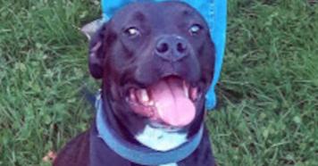 Enlarge Madysen, a Adoptable mixed breed in Clinton, ME image 4/5