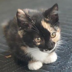 Enlarge Momsie *COURTESY POST*, a Adoptable mixed breed in Sacramento, CA image 2/6