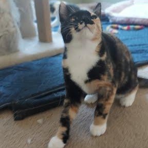 Enlarge Momsie *COURTESY POST*, a Adoptable mixed breed in Sacramento, CA image 3/6