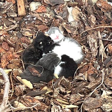 Enlarge Momsie *COURTESY POST*, a Adoptable mixed breed in Sacramento, CA image 6/6