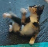 Enlarge Momsie *COURTESY POST*, a Adoptable mixed breed in Sacramento, CA image 5/6