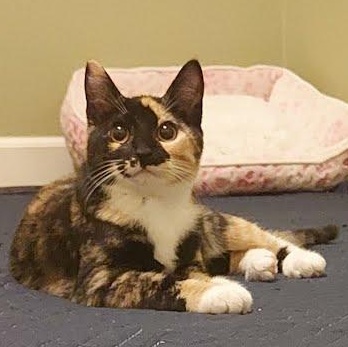 Momsie *COURTESY POST*, Adoptable, Kitten Female Calico & Domestic Short Hair.