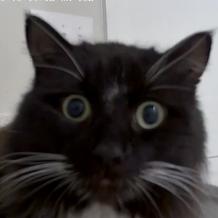 Feeny, a Adoptable Domestic Long Hair in Waxhaw, NC image 1/2