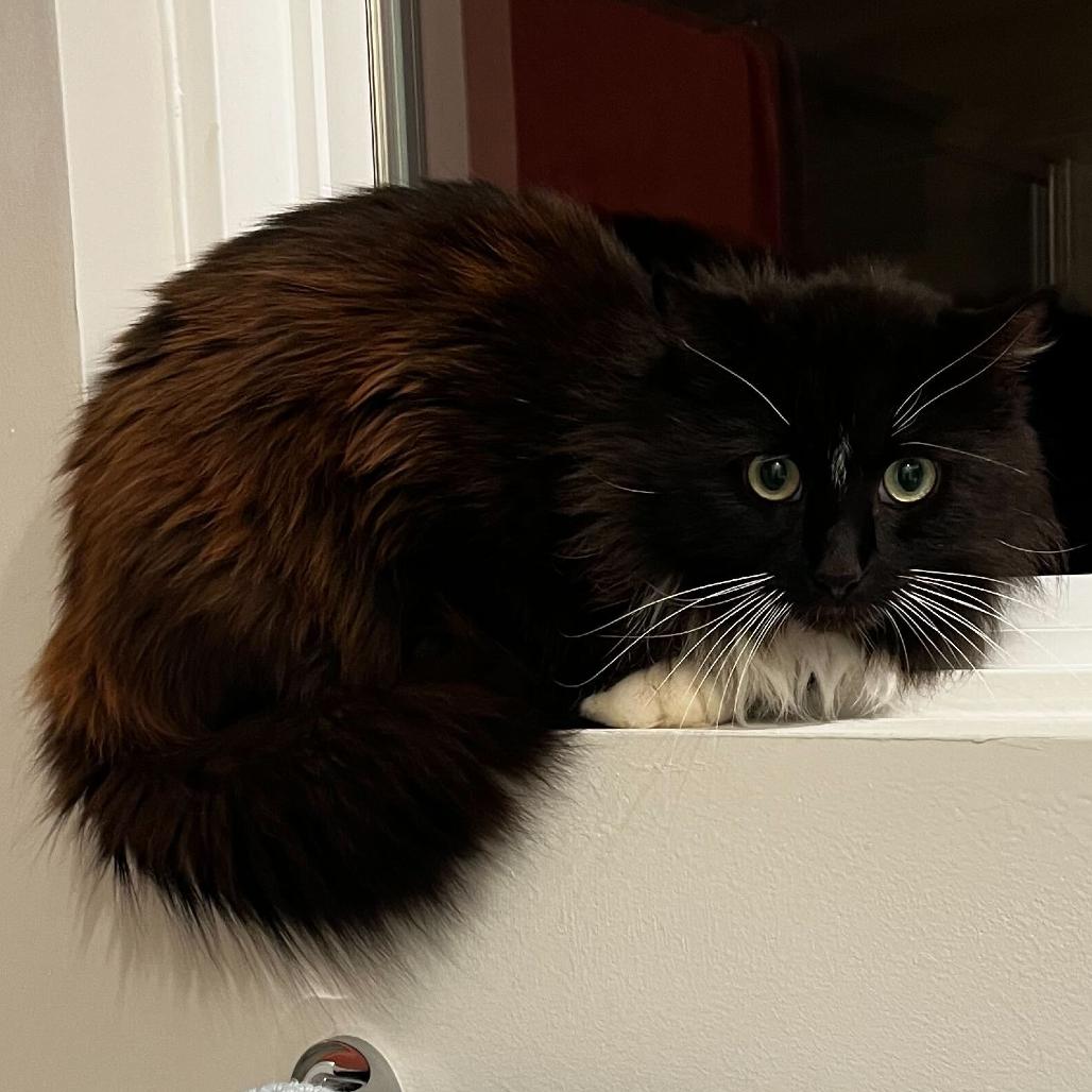 Feeny, a Adoptable Domestic Long Hair in Waxhaw, NC image 2/2