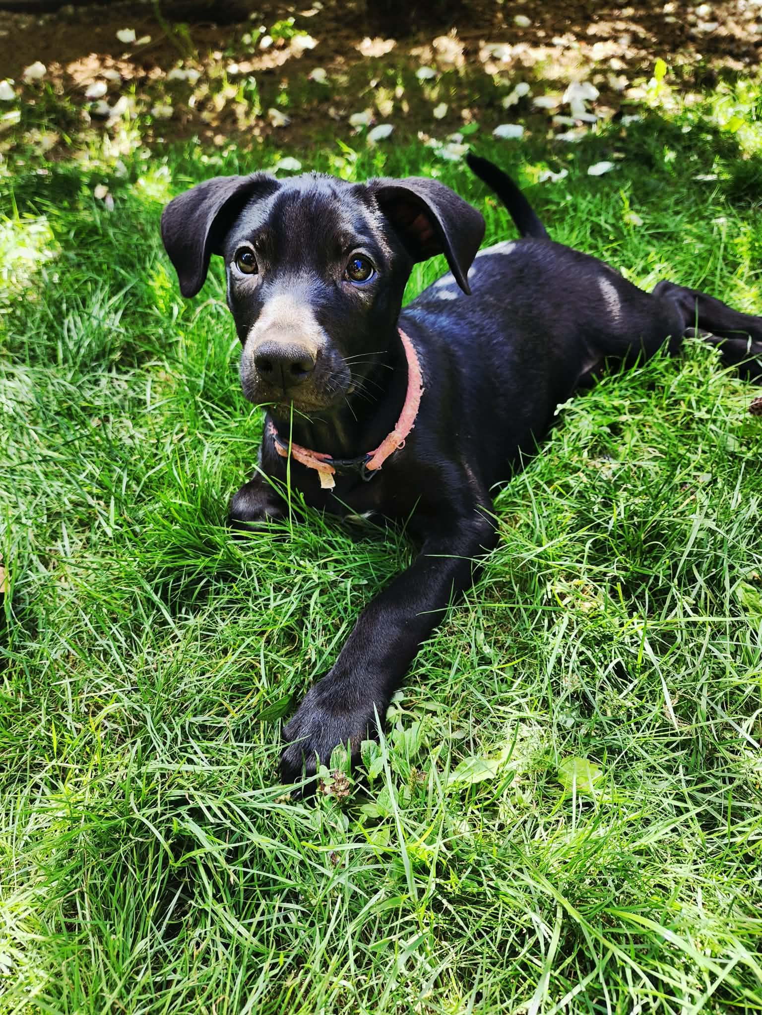 JL - Jaguar, Adoptable, Puppy Male German Shepherd Dog.