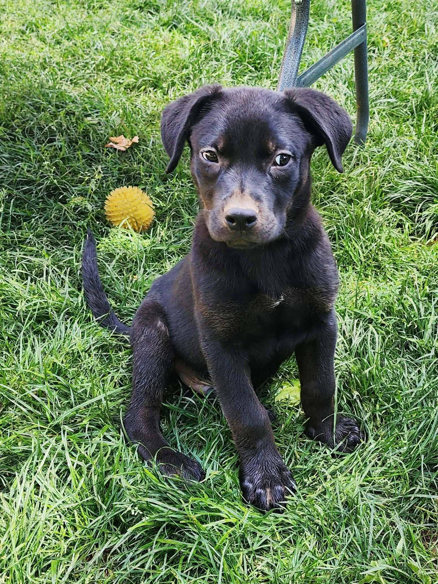 Enlarge JL - Jaguar, a Adoptable German Shepherd Dog in Vancouver, WA image 5/6