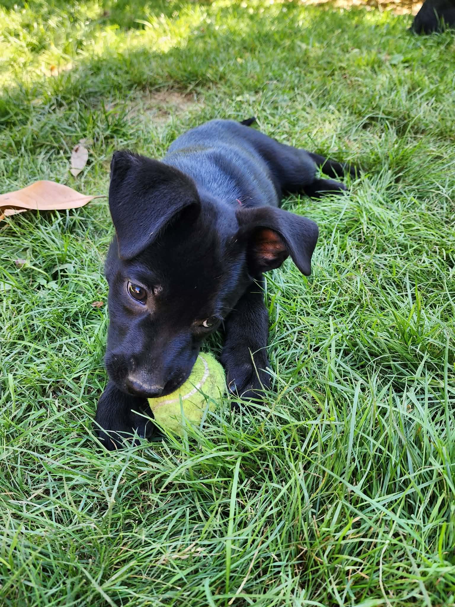 Enlarge JL - Jaguar, a Adoptable German Shepherd Dog in Vancouver, WA image 6/6