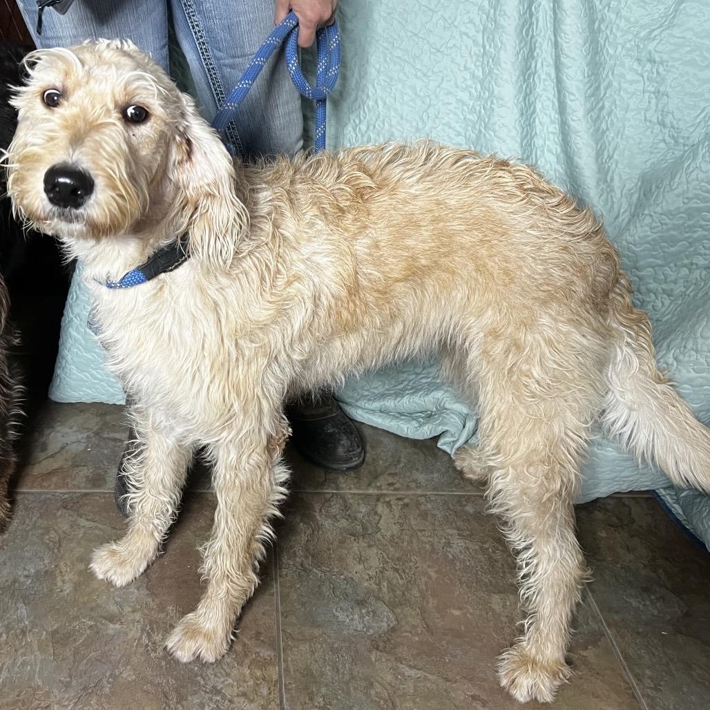 Enlarge Sandy, a Adoptable mixed breed in Aledo, TX image 1/4
